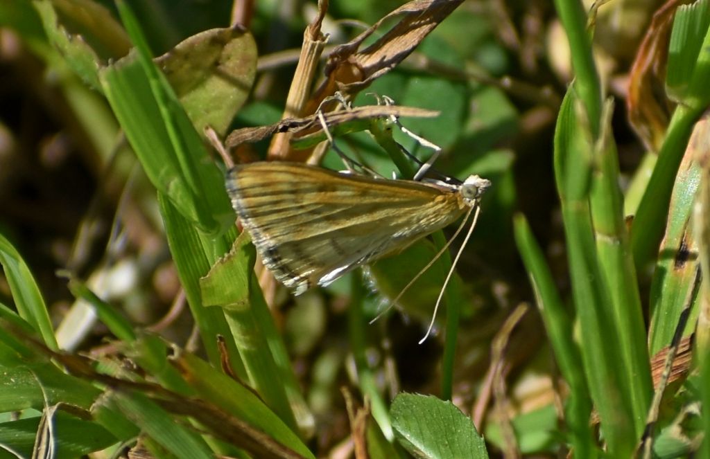 Sitochroa verticalis? S